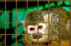 prisoner 2