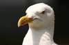 seagull 2