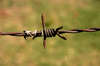 barbed wire 1