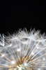 Dandelion details 3