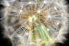 Dandelion details 1