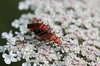 Bug's love