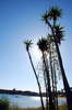Palms