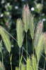 Spikelet plants