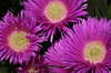 Purple flowers 2