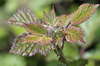 Plant leafs