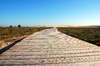 Wood path