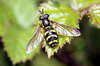Insects:Hoverfly