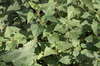 Plant leafs