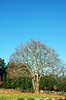 Isolated autumn tree 3