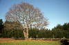 Isolated autumn tree 1