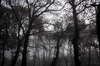 Foggy wood 2