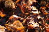 Autumn background