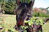 Curious horse
