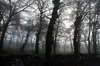 Foggy wood 4