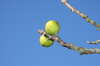 Figs 2