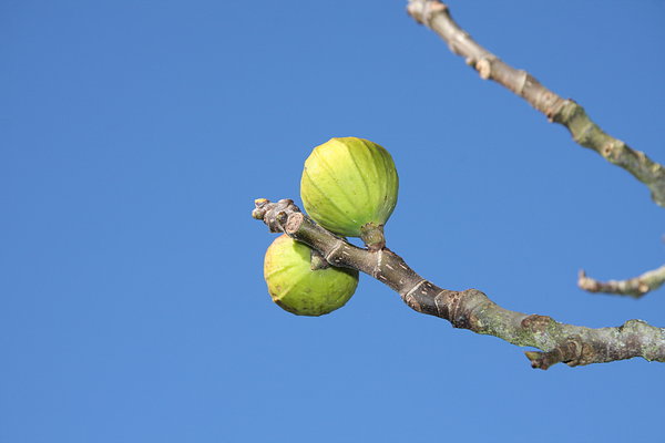 Figs 2: Figs & branches