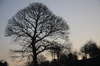 Autumn tree