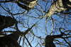 Top trees
