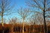 Autumn wood