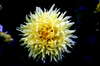 Yellow flower 1