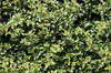 Plants texture 1