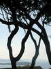 Trees shape