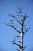 Dry tree