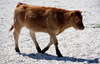 Cow 2