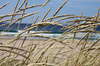 Grasses