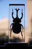 Embedded beetle