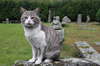 Cat and romanic ruins