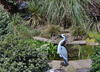 Garden Pond