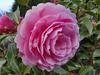 Camellia blooms