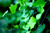 Ivy
