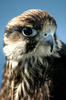 Hawk