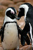 Penguin Love