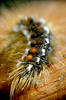 Caterpillar