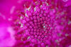 Purple Flower