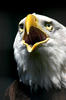 Bald Eagle 2