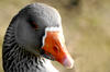 Goose