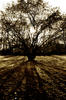 Shadow Tree