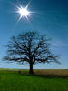 Oak