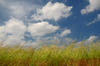 Grass