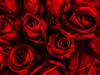 Red Roses