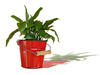 Potted plants
