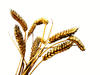 Wheat