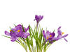 Crocus