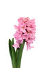 Hyacinth