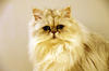Bijou